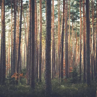 Desktop woods wallpaper