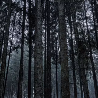 Desktop woods wallpaper