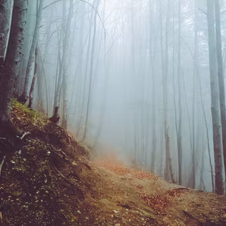 Desktop woods wallpaper