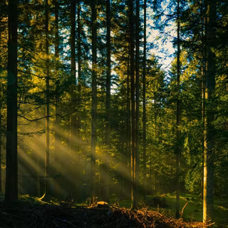 Desktop woods wallpaper