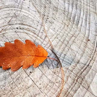 Desktop woods wallpaper