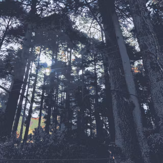 Desktop woods wallpaper