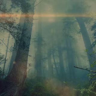 Desktop woods wallpaper