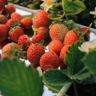 Strawberries 4k iPhone aesthetic wallpaper