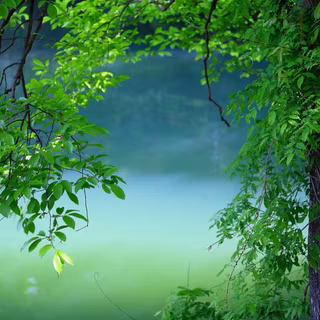 Desktop woods wallpaper