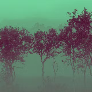 Desktop woods wallpaper