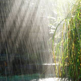 Monsoon season wallpaper