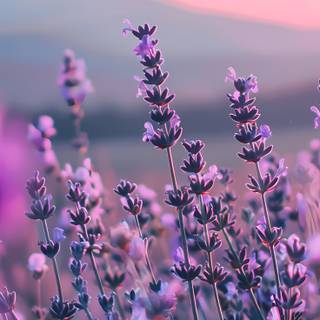 Pastel purple iPhone wallpaper