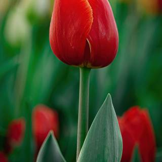 Tulip phone wallpaper