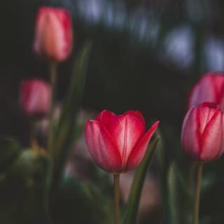 Tulip phone wallpaper