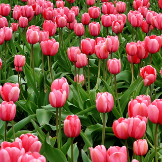 Tulip phone wallpaper