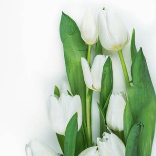 Tulip phone wallpaper