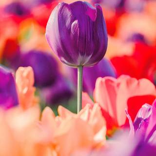 Tulip phone wallpaper