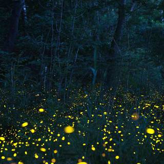 Aesthetic iPhone dark wallpaper