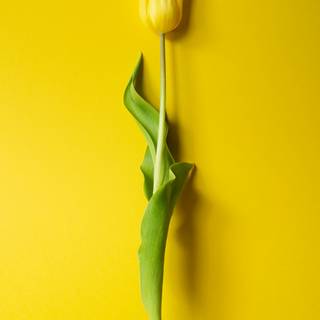 Tulip phone wallpaper