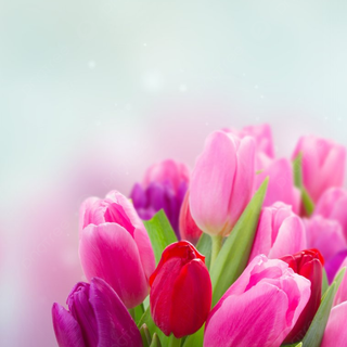 Tulip bouquet wallpaper