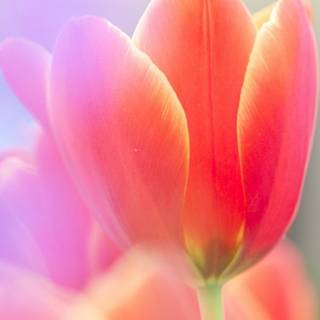 Tulip phone wallpaper