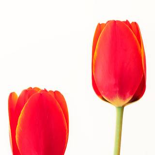 Tulip phone wallpaper