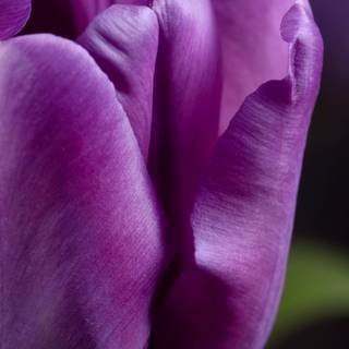 Tulip phone wallpaper