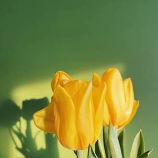 Tulip phone wallpaper