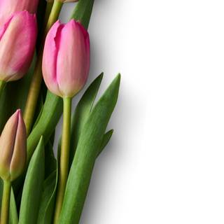 Tulip phone wallpaper