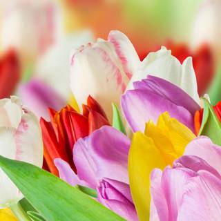 Tulip phone wallpaper