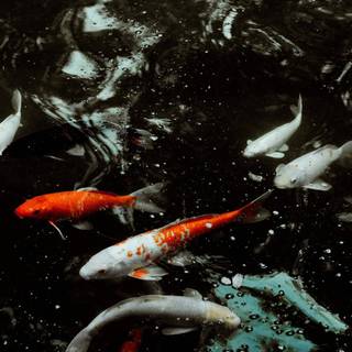 Koi iPhone wallpaper