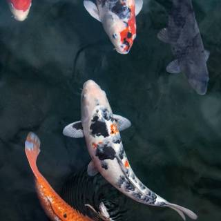 Koi iPhone wallpaper