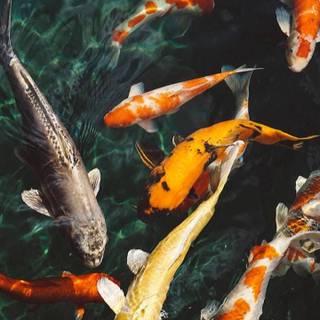 Koi iPhone wallpaper