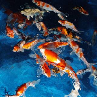 Koi iPhone wallpaper