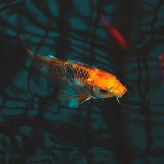 Koi iPhone wallpaper