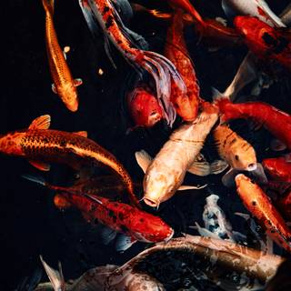 Koi iPhone wallpaper