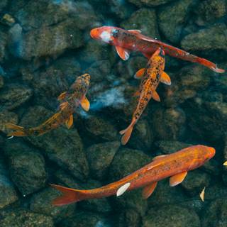 Koi iPhone wallpaper