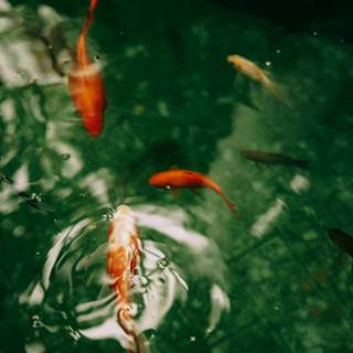 Koi iPhone wallpaper