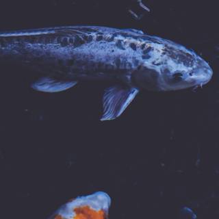 Koi iPhone wallpaper