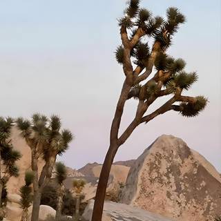 National Park phone wallpaper