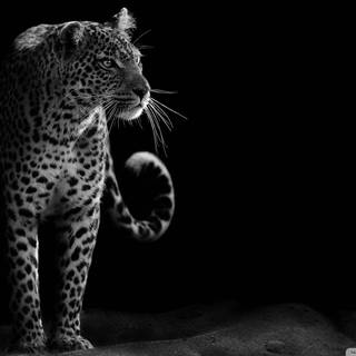 Black and white leopard wallpaper