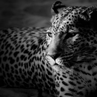 Black and white leopard wallpaper