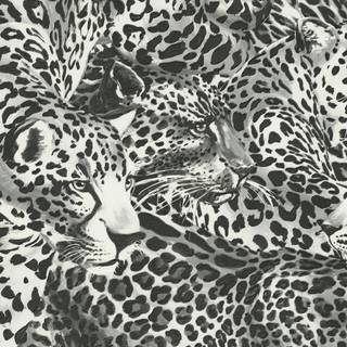 Black and white leopard wallpaper