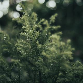 Monsoon season wallpaper