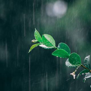 Monsoon season wallpaper