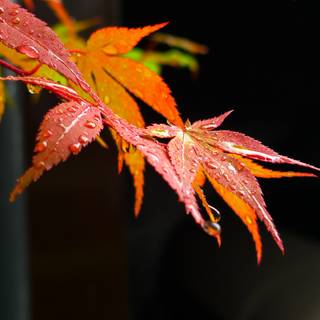 Monsoon season wallpaper