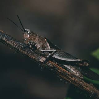 Cricket insect wallpaper