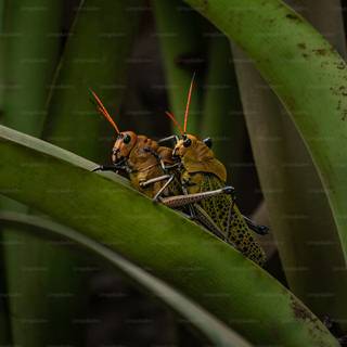 Cricket insect wallpaper