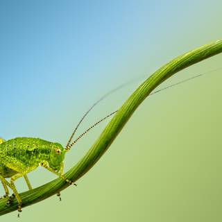 Cricket insect wallpaper