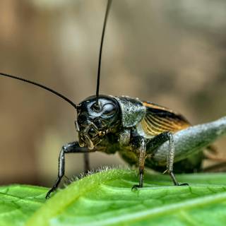 Cricket insect wallpaper
