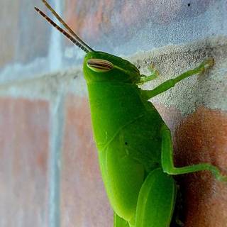 Cricket insect wallpaper