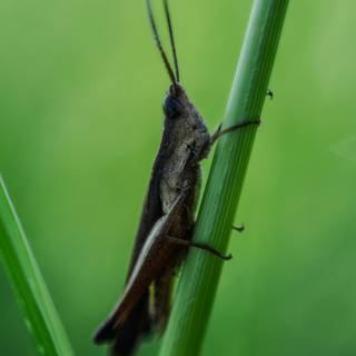 Cricket insect wallpaper