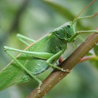 Cricket insect wallpaper