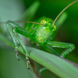 Cricket insect wallpaper
